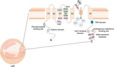 The role of TRPV1 in chronic prostatitis: a review